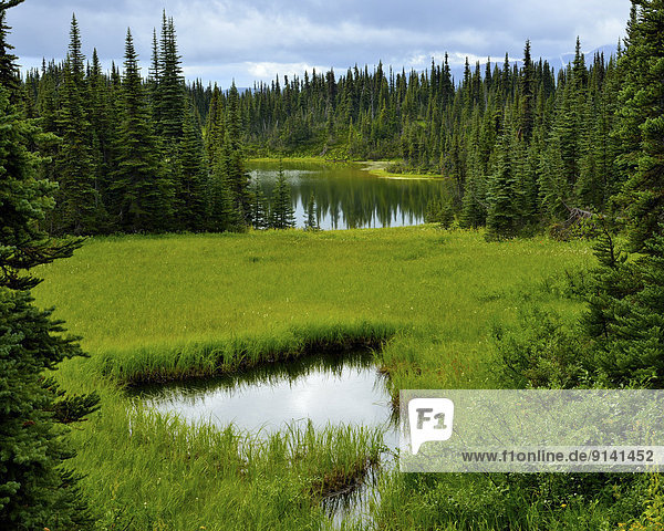 Small ponds of fresh water adorn the high alping meadows of the Hudson Bay mountain range in northern British Columbia Canada providing moisture for the flourshing plant life