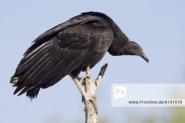 Black vulture (Coragyps atratus)  Martin Refuge  near Edinburg  South Texas.