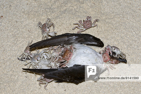 Strand Nacht Riesensturmvogel Macronectes giganteus Aasfresser