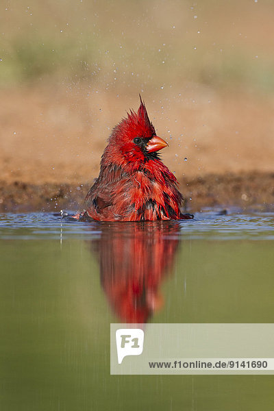 Northern cardinal (Cardinalis cardinalis)  male bathing  Laguna Seca Ranch  near Edinburg  South Texas.
