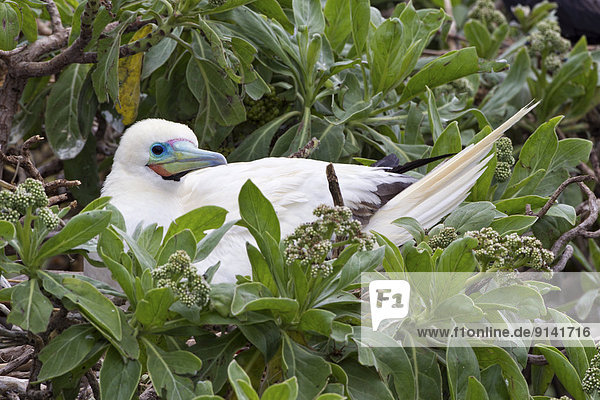 Red-footed booby (Sula sula rubripes)  on nest  Eastern Island  Midway Atoll National Wildlife Refuge  Northwest Hawaiian Islands.