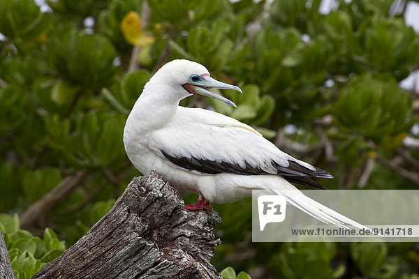 Red-footed booby (Sula sula rubripes)  Eastern Island  Midway Atoll National Wildlife Refuge  Northwest Hawaiian Islands.