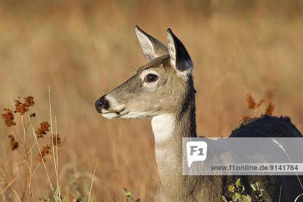 White-tailed deer (Odocoileus virginianus)  doe  Custer State Park  South Dakota.