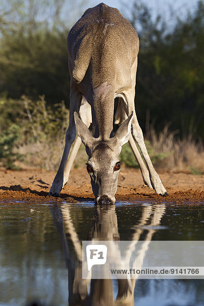 White-tailed deer (Odocoileus virginianus)  doe  at pond to drink water  Santa Clara Ranch  near Edinburg  South Texas.