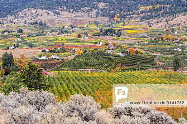 Colourful vineyards in the fall in Naramata  Okanagan Valley of British Columbia  Canada.