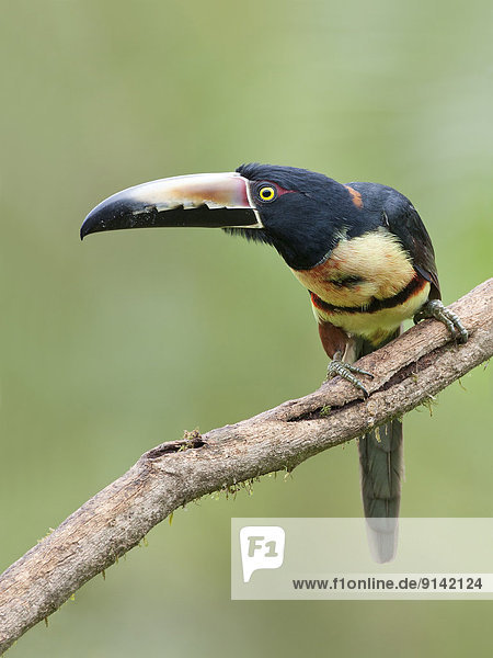 Collared Aracari  Pteroglossus torquatus  a type of toucan