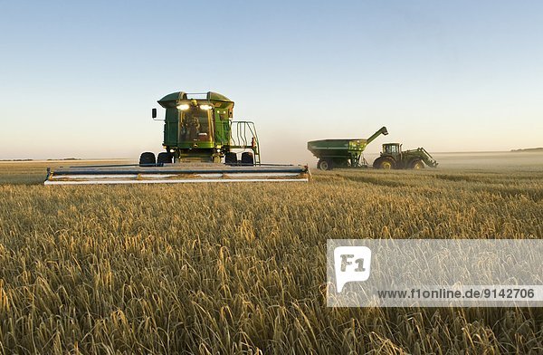 Combine using a stripper header harvests barley  near Ponteix  Saskatchewan  Canada (grain wagon in the background)