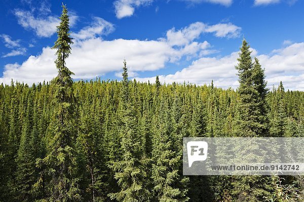 Forest  north of La Ronge  Saskatchewan  Canada