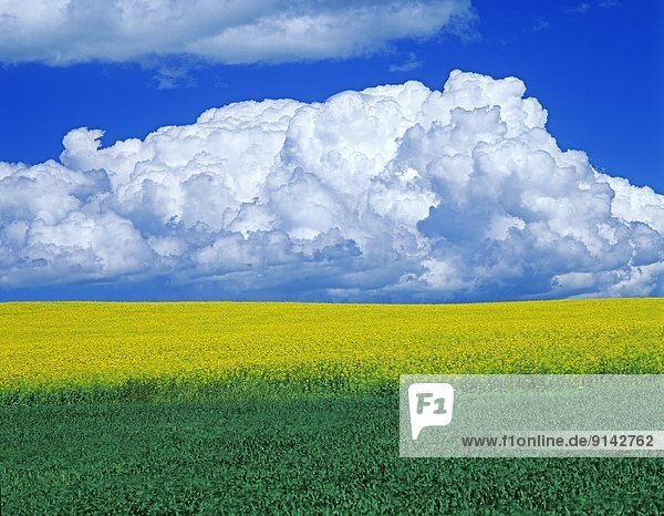 Getreide  Wolke  blühen  Hintergrund  Feld  Gewitterwolke  Kanada  Canola  Manitoba