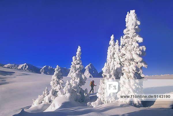 Woman skiing past snowy trees  Mt. Sir Donald in background  Selkirk Mountains  British Columbia  Canada