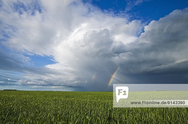 nahe  Wolke  Himmel  Wachstum  Feld  früh  Gerste  Gewitterwolke  Dugald  Manitoba  Kanada  Manitoba  Regenbogen