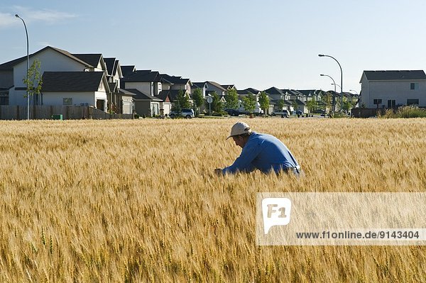 Farmer checks his maturing wheat  housing development in the background  Winnipeg  Manitoba  Canada