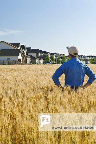 Farmer looking out from his maturing wheat field to a housing development in the background  Winnipeg  Manitoba  Canada