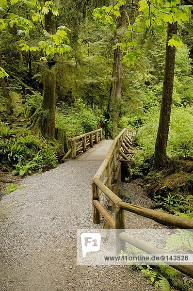 Rainforest and trail scenes in Capilano River Regional Park  North Vancouver  British Columbia  Canada