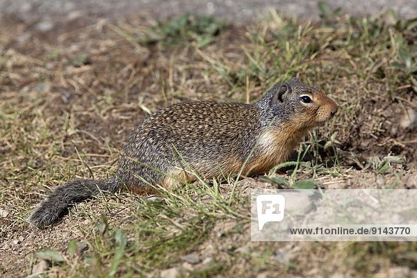 Columbian Ground Squirrel (Urocitellus columbianus)  Manning Provincial Park  British Columbia  Canada