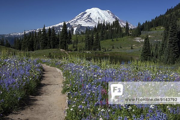 Mount Rainier and Wildflowers  Naches Peak Loop Trail  Mount Rainier National Park  Washington State  United States of America