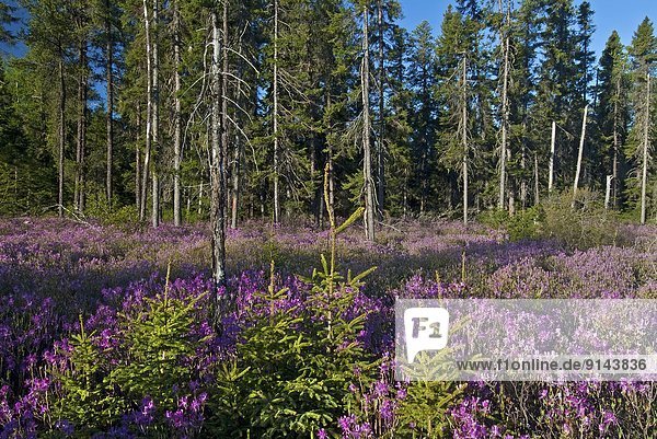 Wald  blühen  Sumpf  Lorbeer  Fichte  Kanada  New Brunswick  Neubraunschweig