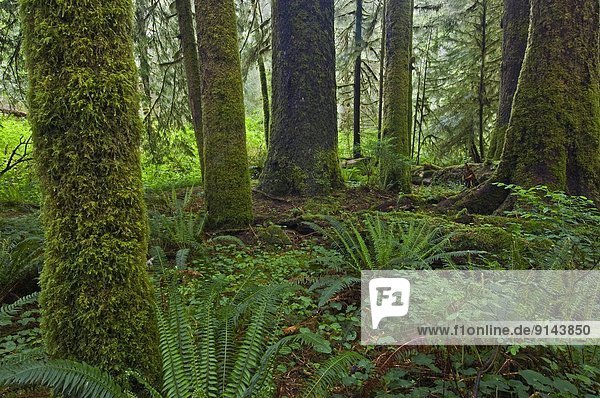 Küste  Wachstum  Wald  Regen  British Columbia  Kanada  alt