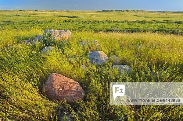 Prairie grasslands at sunrise  Grasslands National Park  Saskatchewan  Canada