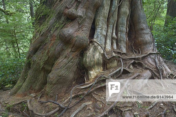 Giant tree in old growth forest of coastal temperate rain forest  Meares Island  British Columbia  Canada