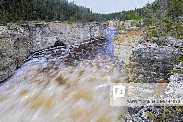 Fluss  Forelle  Kanada  Northwest Territories