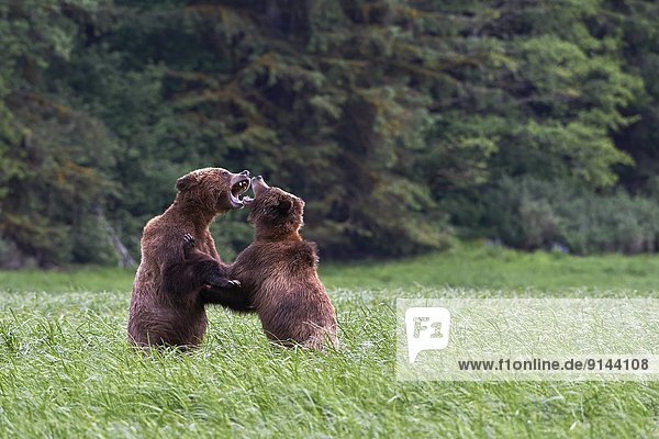 Grizzlybär,  ursus horibilis,  Grizzly , Sparring , Bär , British Columbia , Kanada