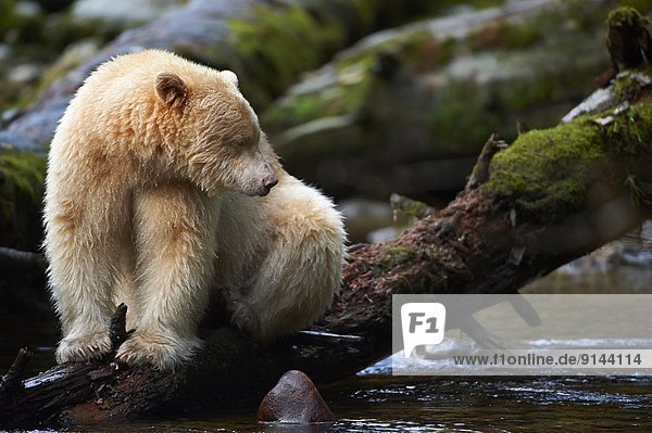 Kermode Bear  (ursus americanus kermodei) also known as the Spirit Bear  Great Bear Rainforest  British Columbia  Canada