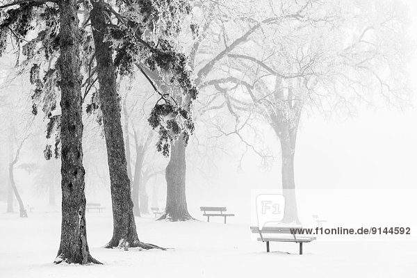 Ice fog  Assiniboine Park  Winnipeg  Manitoba  Canada