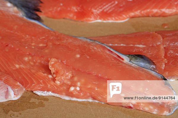 Fish parasites in pink salmon from Skeena river  British Columbia  Canada