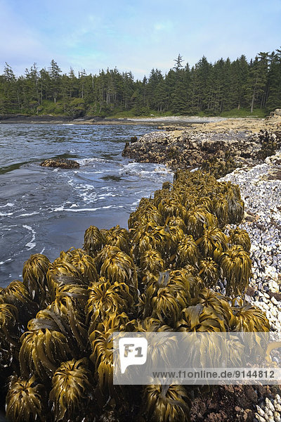 Sea Palms  (Postelsia palmaeformis) at low tide  Botanical Beach  Juan de Fuca Provincial Park  Vancouver Island  BC