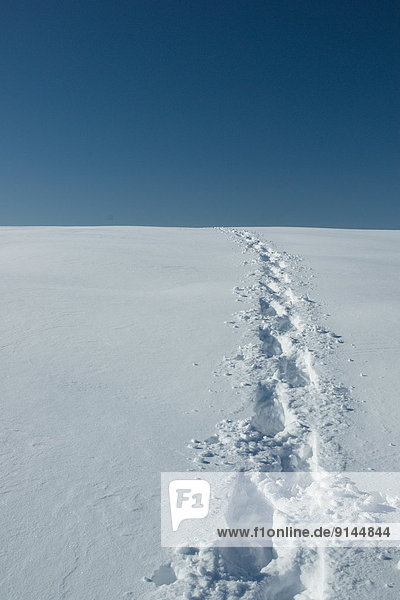 Snowshoe tracks in Oro-Medonte  Ontario  Canada