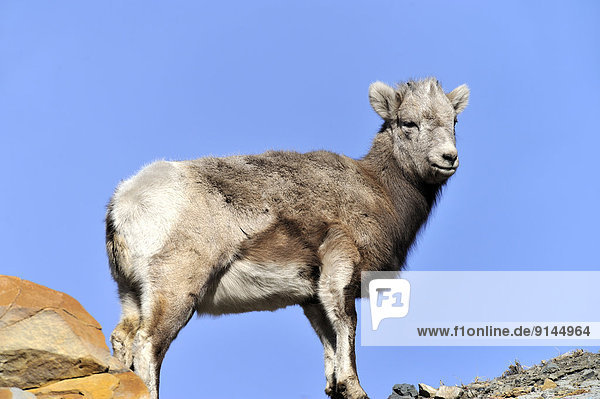 A baby bighorn sheep 'Ovis canadensis' on top of a mountain ridge against a blue sky.