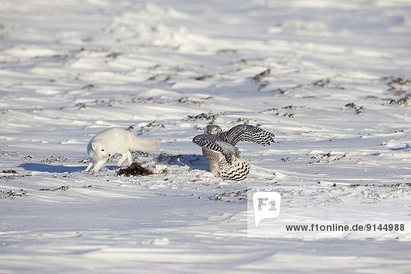 Schneehuhn  Schnee  Ochse  Uhu  Europäischer Uhu  Bubo bubo  Arktis  Kanada  Fuchs  Bisam  Nunavut  Eule  Altmetall