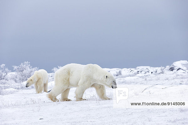 Eisbären (Ursus maritimus)  Churchill  Manitoba  Kanada