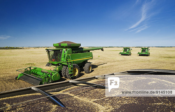 combine harvesters work in a canola field  near Kamsack  Saskatchewan  Canada