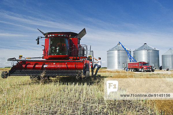 a farmer on a combine harvester getting ready to harvest swathed canola next to a farm yard  near Dugald  Manitoba  Canada