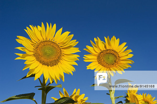 Sonnenblumenfeld  Kanada  Manitoba