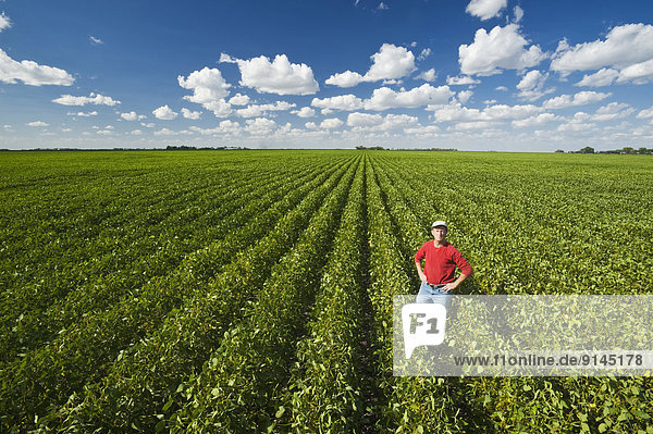 a farmer in a mid growth soybean field near Winkler  Manitoba  Canada