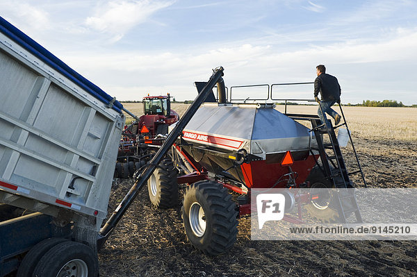 young farmer loading a seeding tank with winter wheat seed and fertilizer  near Lorette  Manitoba  Canada