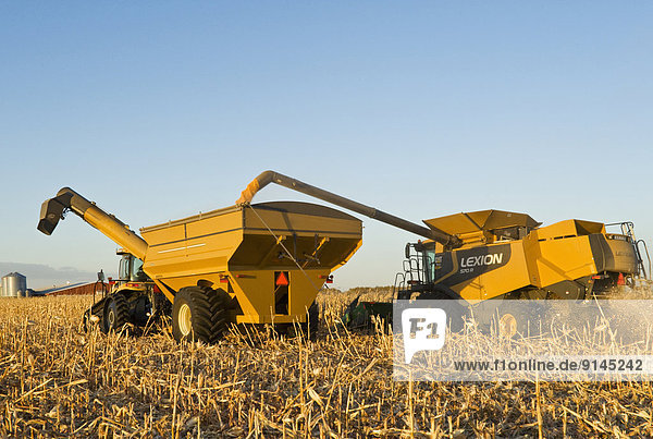 a combine empties into a grain wagon on the go  during the grain/feed corn harvest  near Dugald  Manitoba  Canada