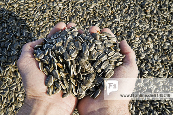 close-up of hand holding harvested sunflower seeds  near Lorette  Manitoba  Canada