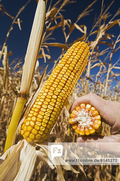 'close-up of hand holding maturing grain/feed corn; near Lorette; Manitoba; Canada'