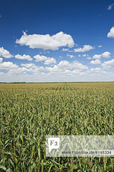 a field of feed/grain corn stretches to the horizon  near Morris  Manitoba  Canada