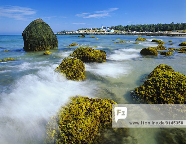 irish moss or carrageen moss  an algae  (Chondrus crispus)  on rocks at low tide  Seal Island  Nova Scotia  Canada