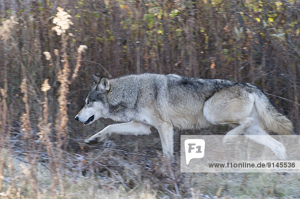 Grauwolf Canis lupus pambasileus Wolf Canis lupus Amerika spät Herbst Bewegung Holz Verbindung Wiese Minnesota