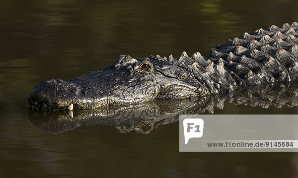 amerikanisch  Alligator  Florida