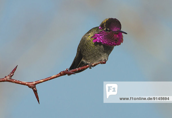Kolibri
