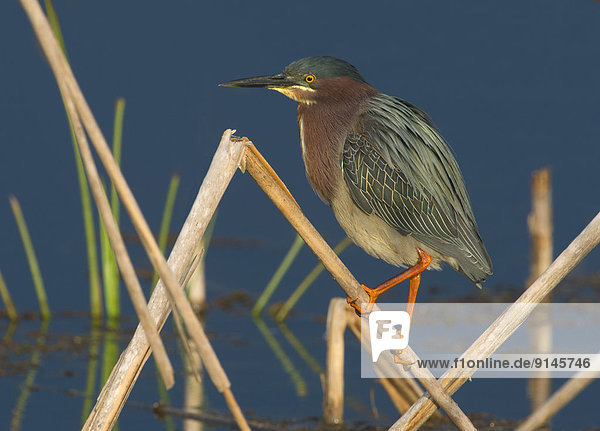grün  Feuchtgebiet  Florida  Reiher