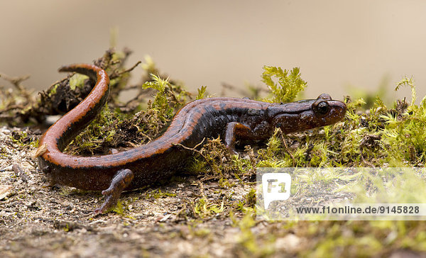 Ländliches Motiv  ländliche Motive  Rückansicht  Goldstream  British Columbia  Salamander