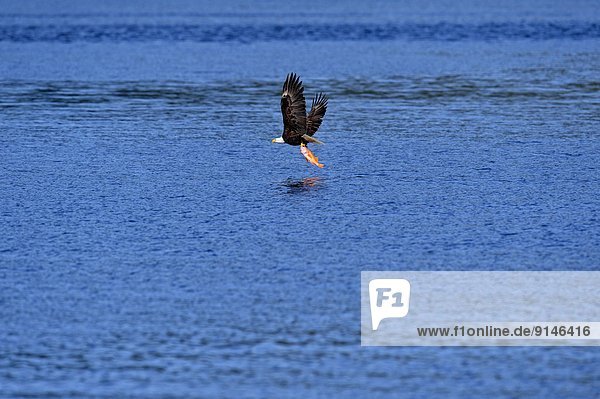 Bodenhöhe Wasser Weißkopfseeadler Haliaeetus leucocephalus Insel Königin Erwachsener British Columbia Kanada Haida
